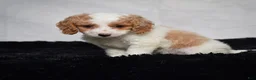 Cavapoo dogs for sale: Willow - Ad 2