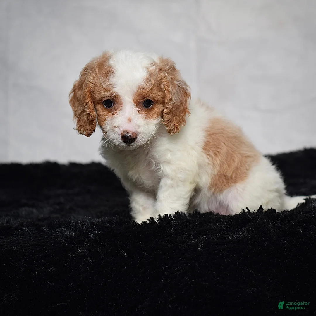 Cavapoo dogs for sale: Willow - Ad 2