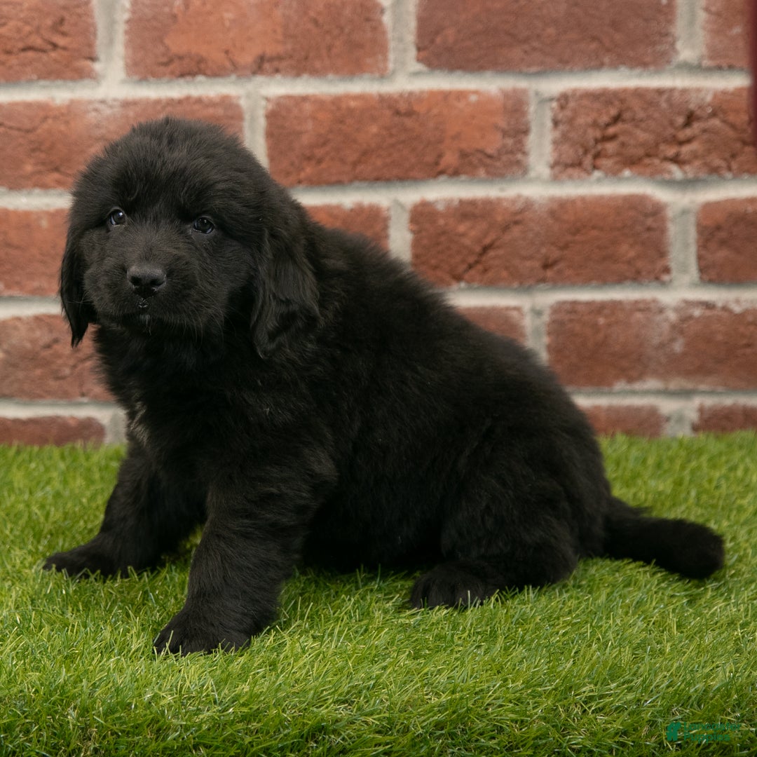 Newfoundland dogs for sale: Hallie - Ad 2