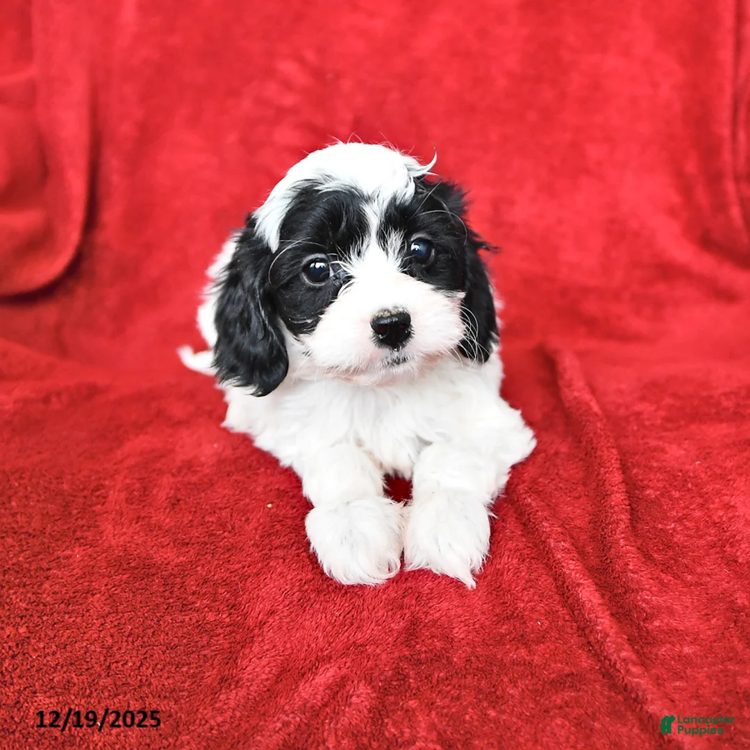 Cavapoo dogs for sale: Annie - Ad 3