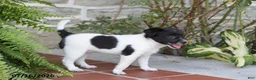 Toy Fox Terrier dogs for sale: Mindi - Ad 3