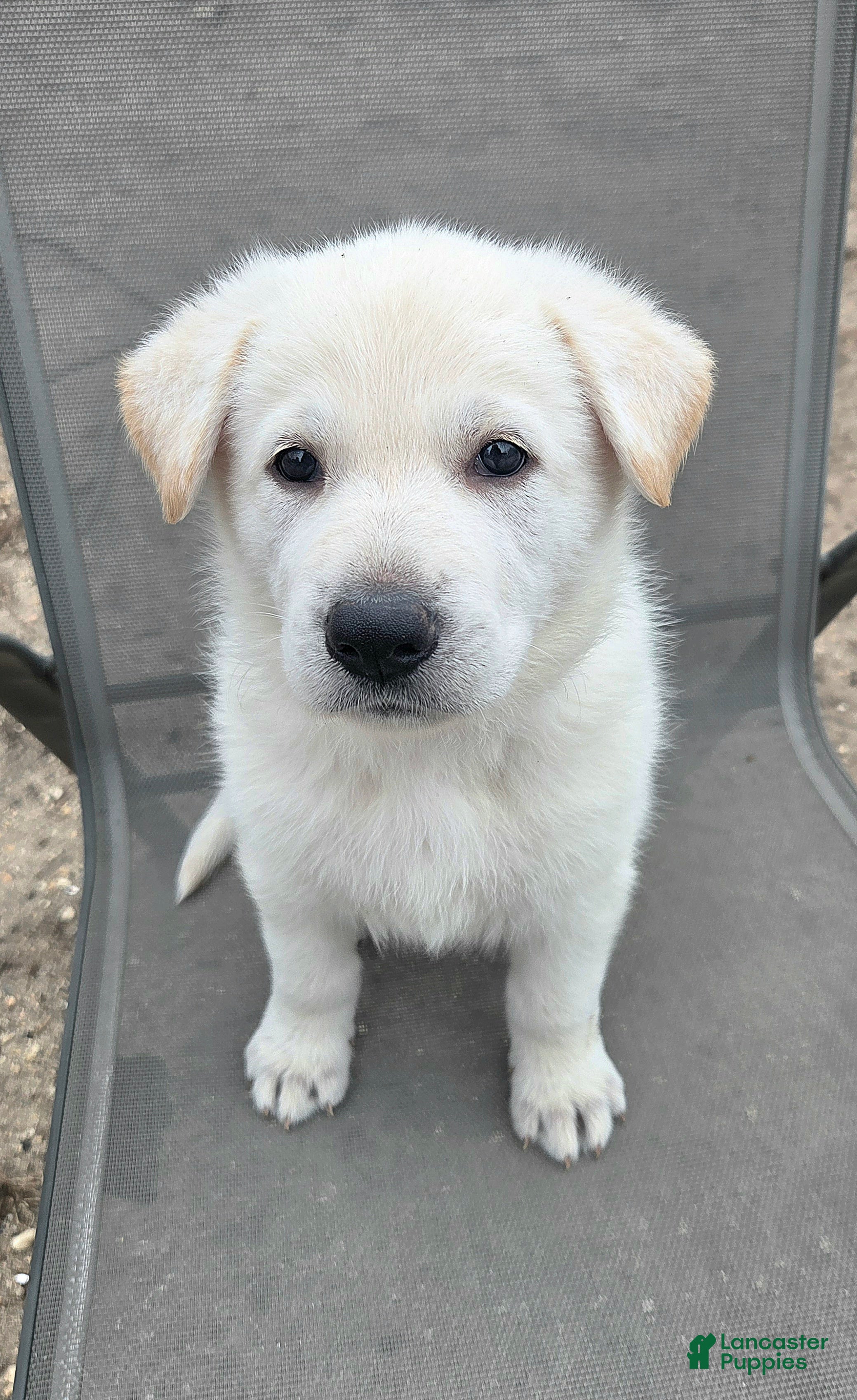 German Shepherd dogs for sale: Hans - Ad 3