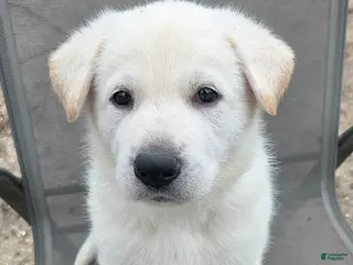 German Shepherd dogs for sale: Hans - Ad 3