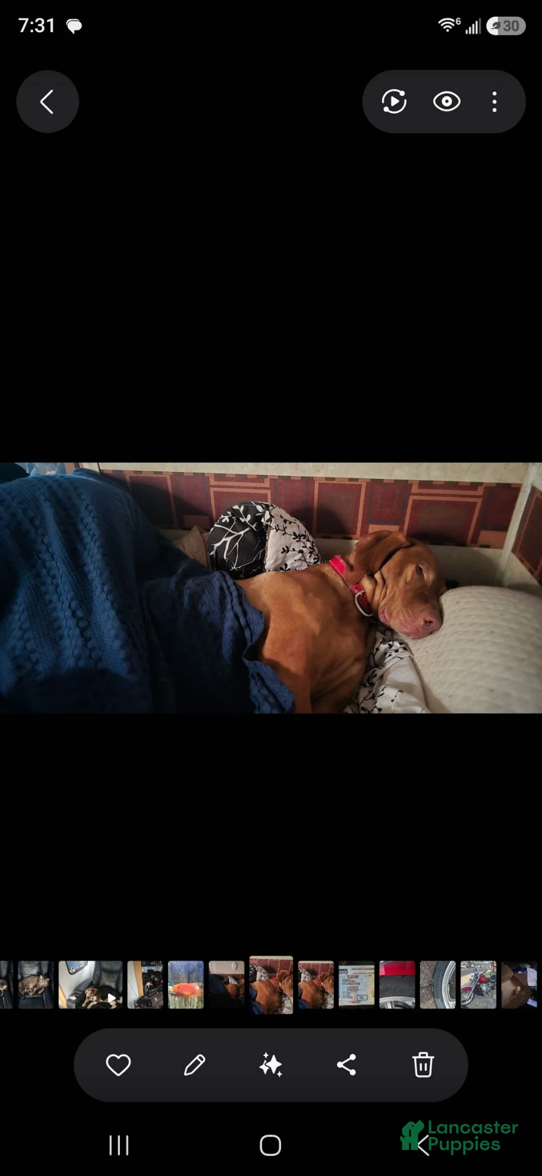 Vizsla dogs for stud: Red the stud  - Ad 2