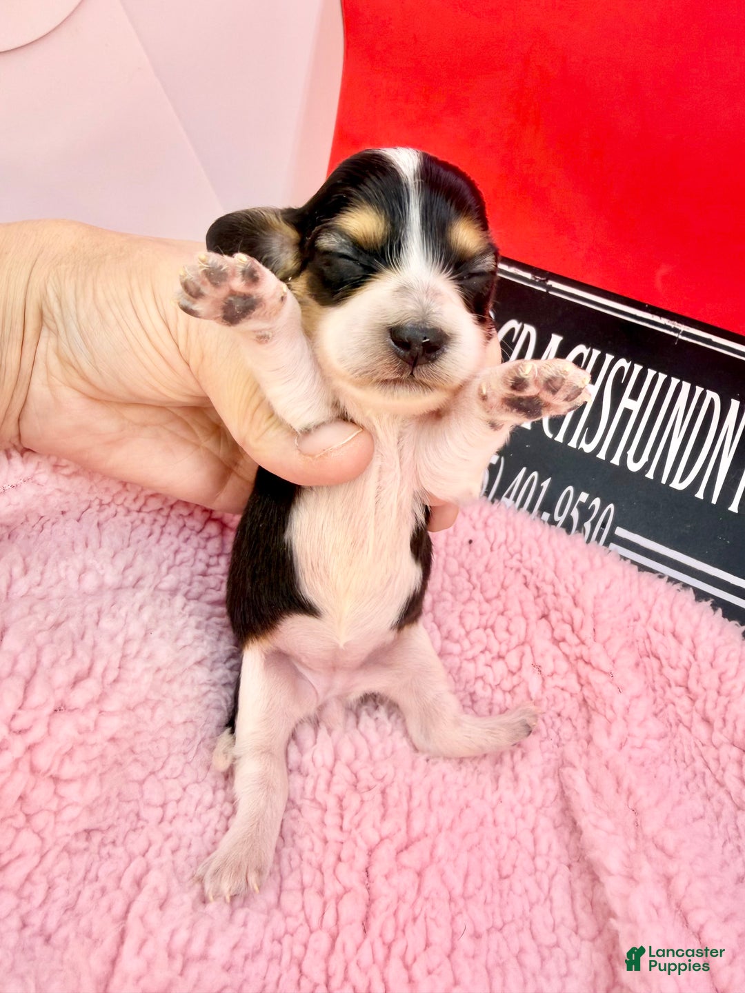 Miniature Dachshund dogs for sale: Russian/South African pies - Ad 2