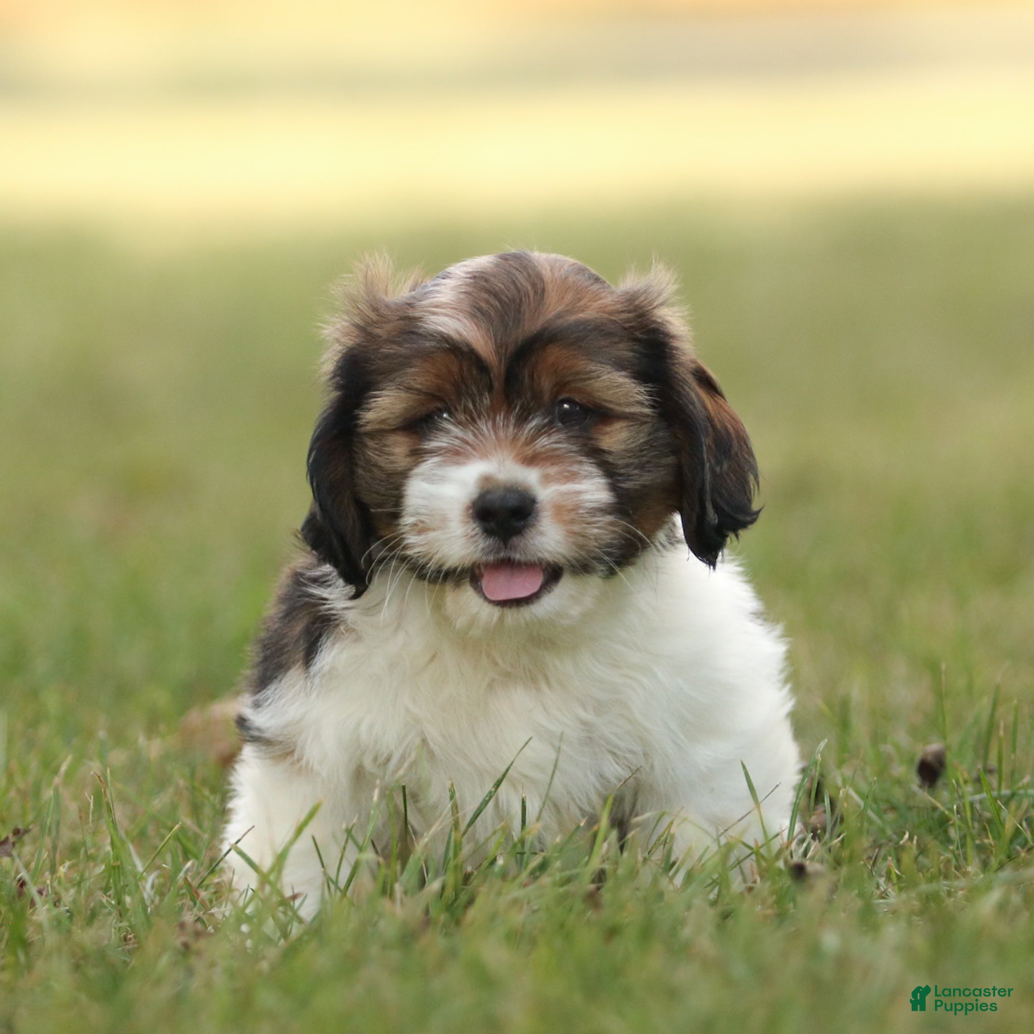 Mixed Breed dogs Max - Ad 11