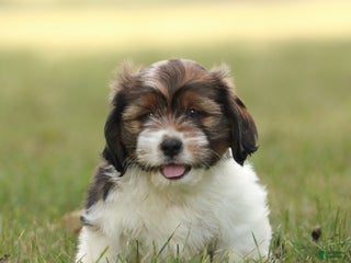 Mixed Breed dogs Max - Ad 31