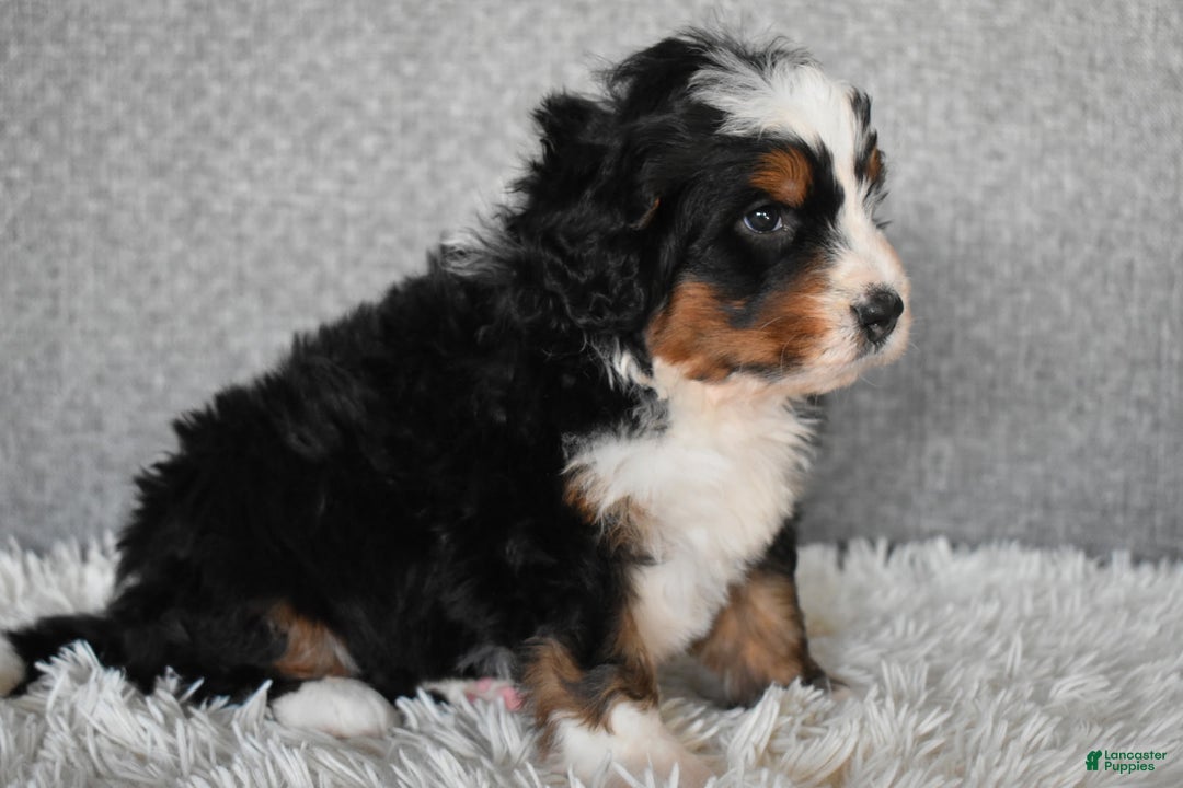 Mini Bernedoodle dogs for sale: Max - Ad 3
