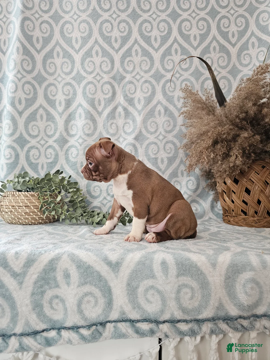 Boston Terrier dogs for sale: Genny - Ad 5