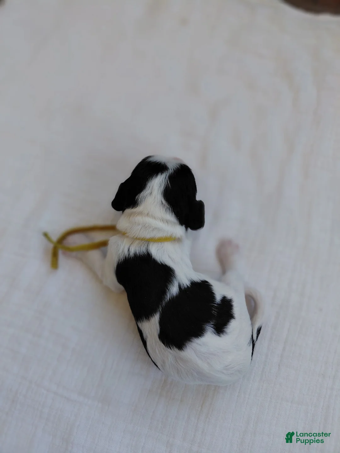 Mixed Breed dogs for sale: Veda_Female - Ad 6