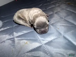 French Bulldog dogs French Bulldog 1 - Ad 26