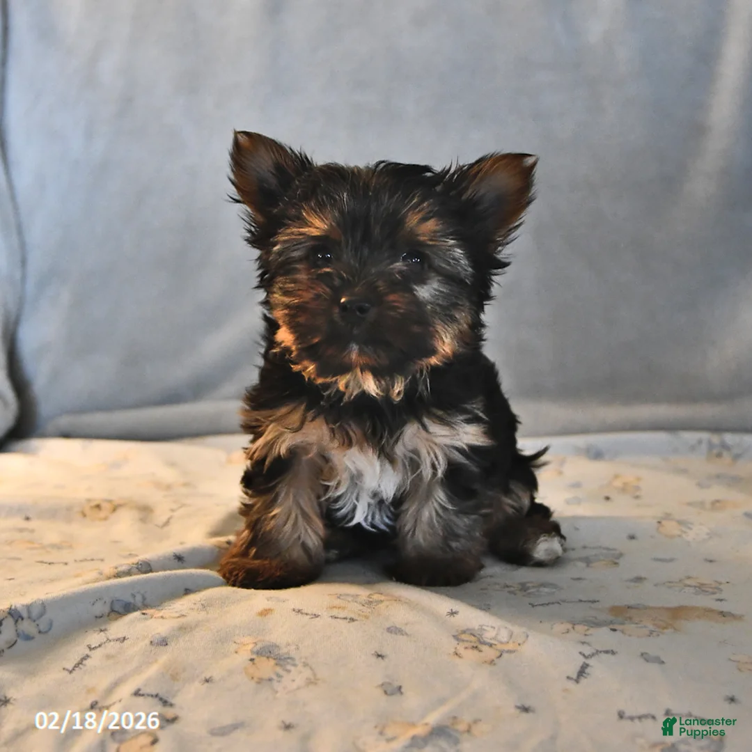 Yorkshire Terrier dogs for sale: Pixie Teacup - Ad 4