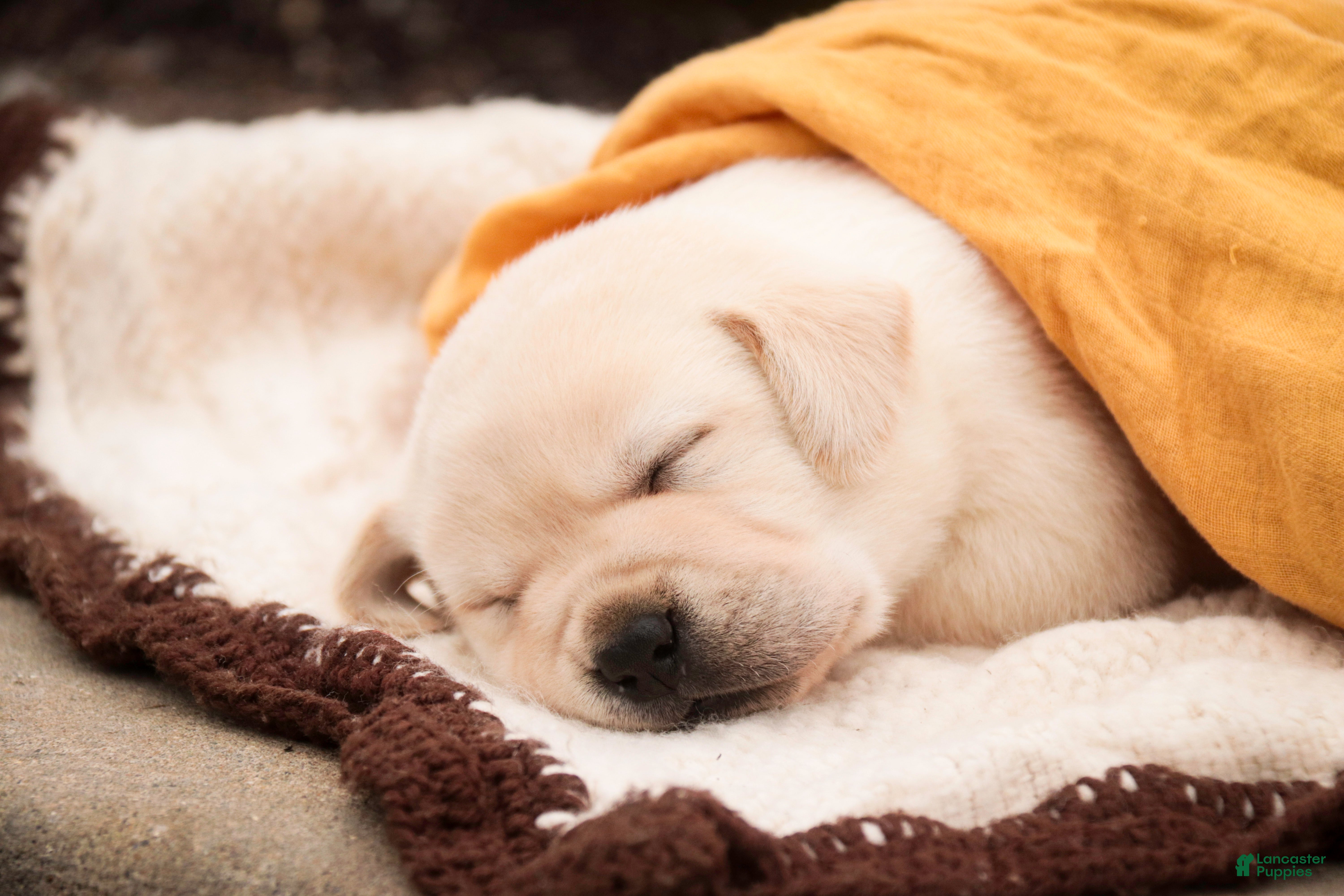 Labrador Retriever dogs Shiloh - Ad 2