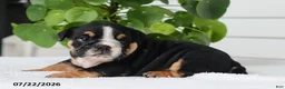 English Bulldog dogs for sale: Callie - Ad 4