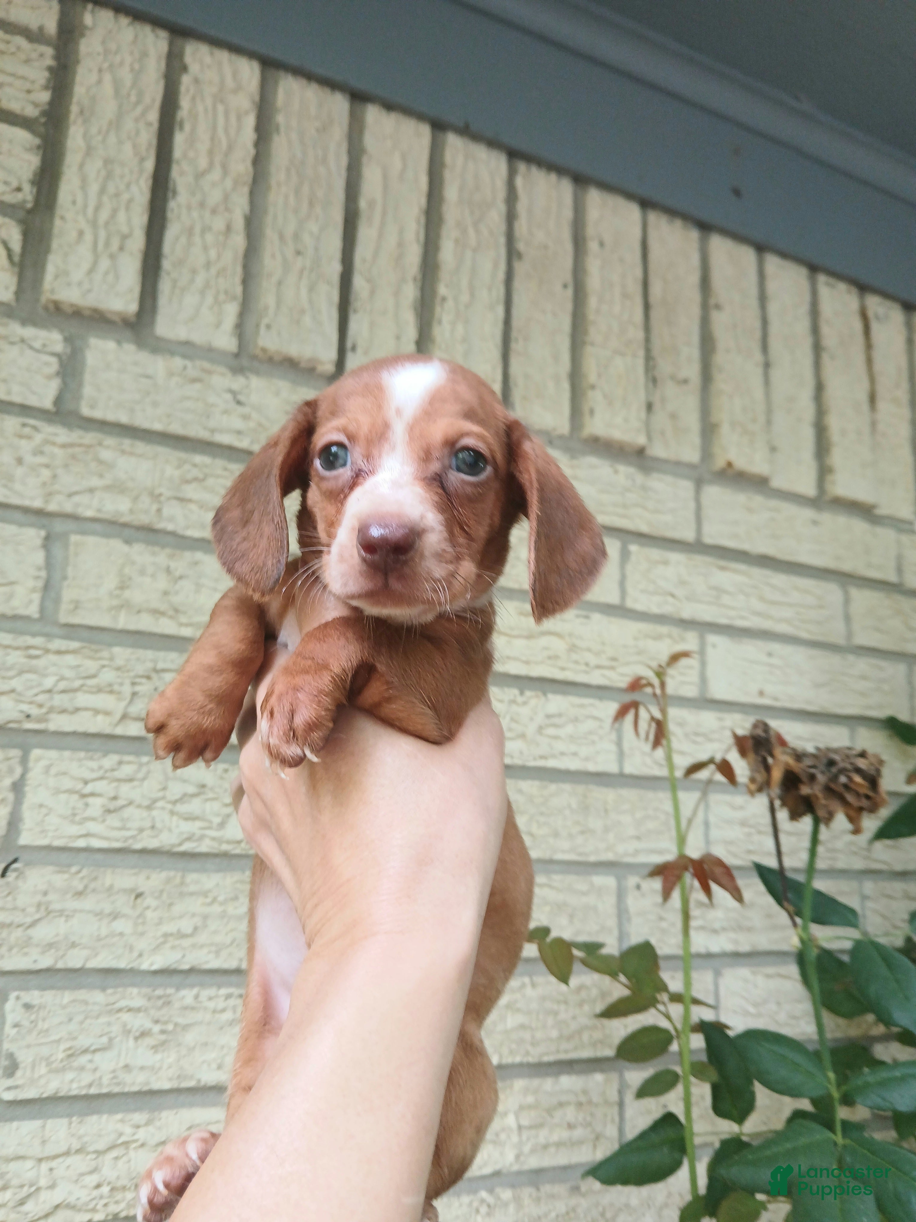 Miniature Dachshund dogs Sugar pies red and white boy. Hand delivery - Ad 33