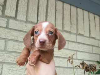 Miniature Dachshund dogs Sugar pies red and white boy. Hand delivery - Ad 33