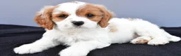 Cavapoo dogs for sale: Natasha - Ad 1