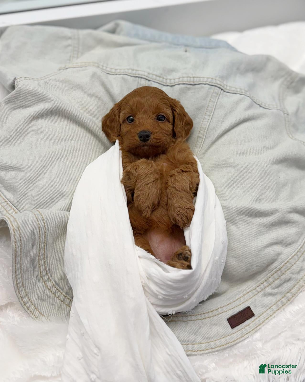 Mini Goldendoodle dogs Jade  - Ad 1