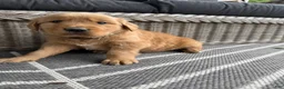 Golden Retriever dogs for sale: Bones - Ad 20