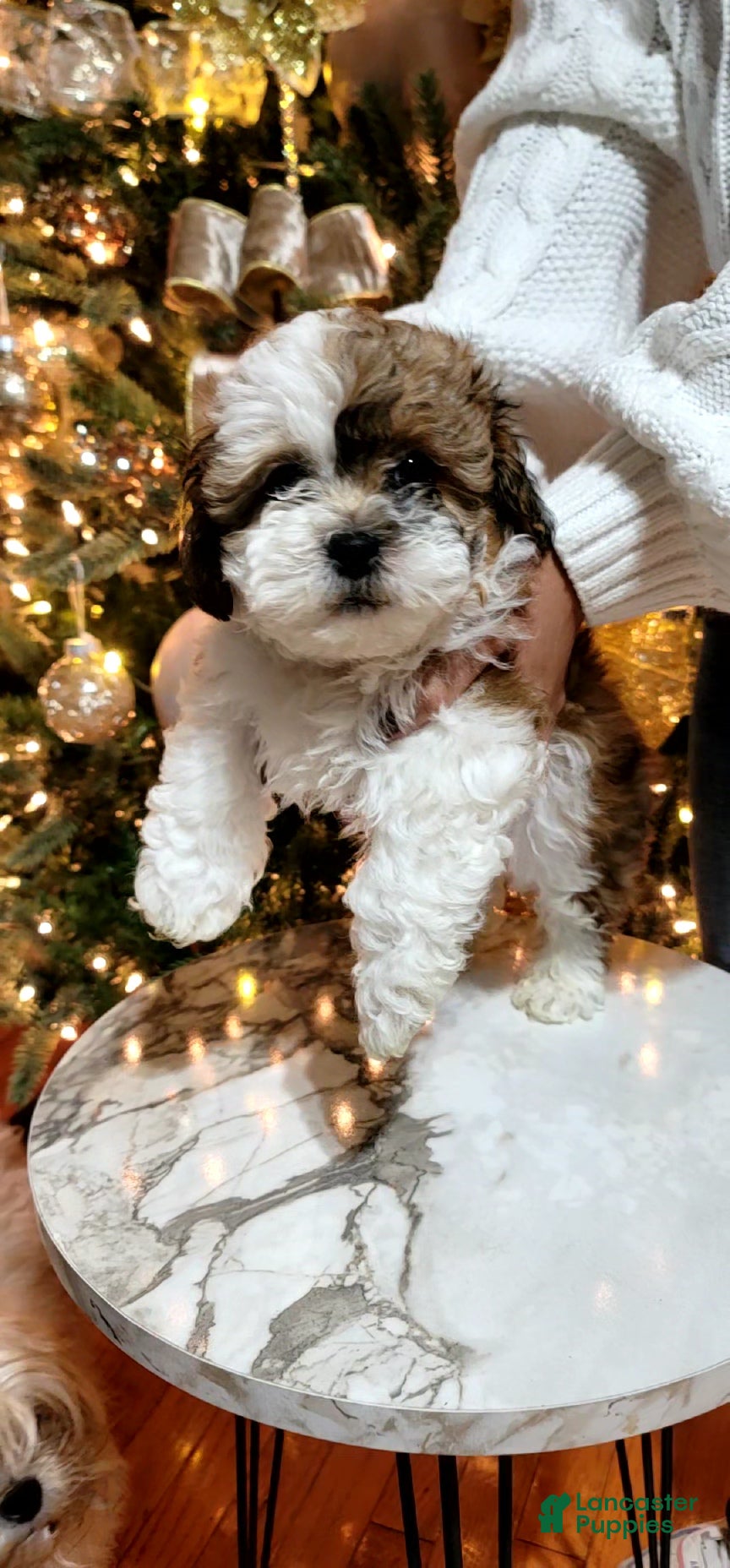 Shihpoo dogs Milo - Ad 15