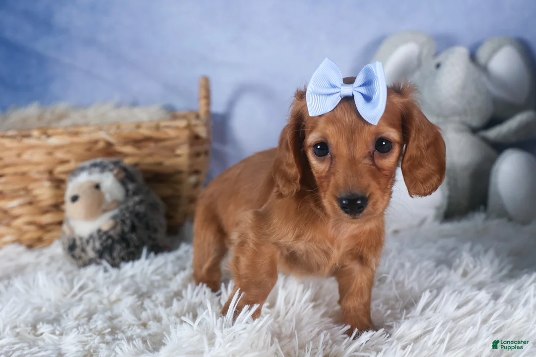 Dachshund dogs for sale: Quenton - Ad 14
