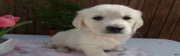 Golden Retriever dogs for sale: Golden Retriever 7 Goldy - Ad 2