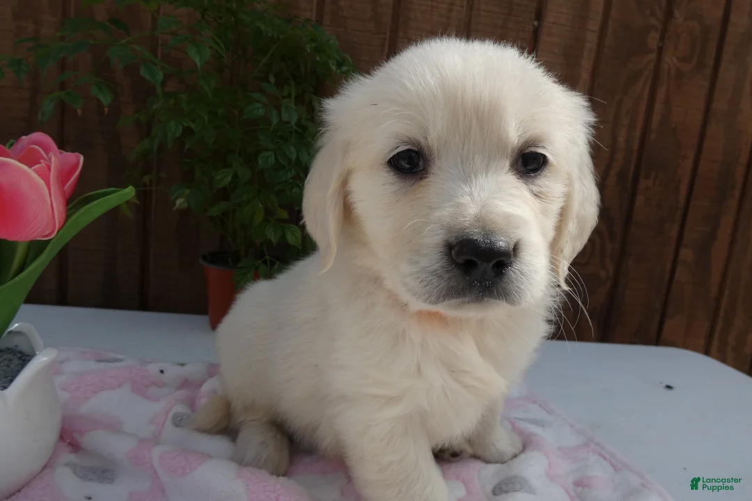 Golden Retriever dogs for sale: Golden Retriever 7 Goldy - Ad 2