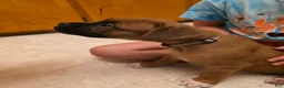 Boxer dogs for sale: Bear - Ad 9