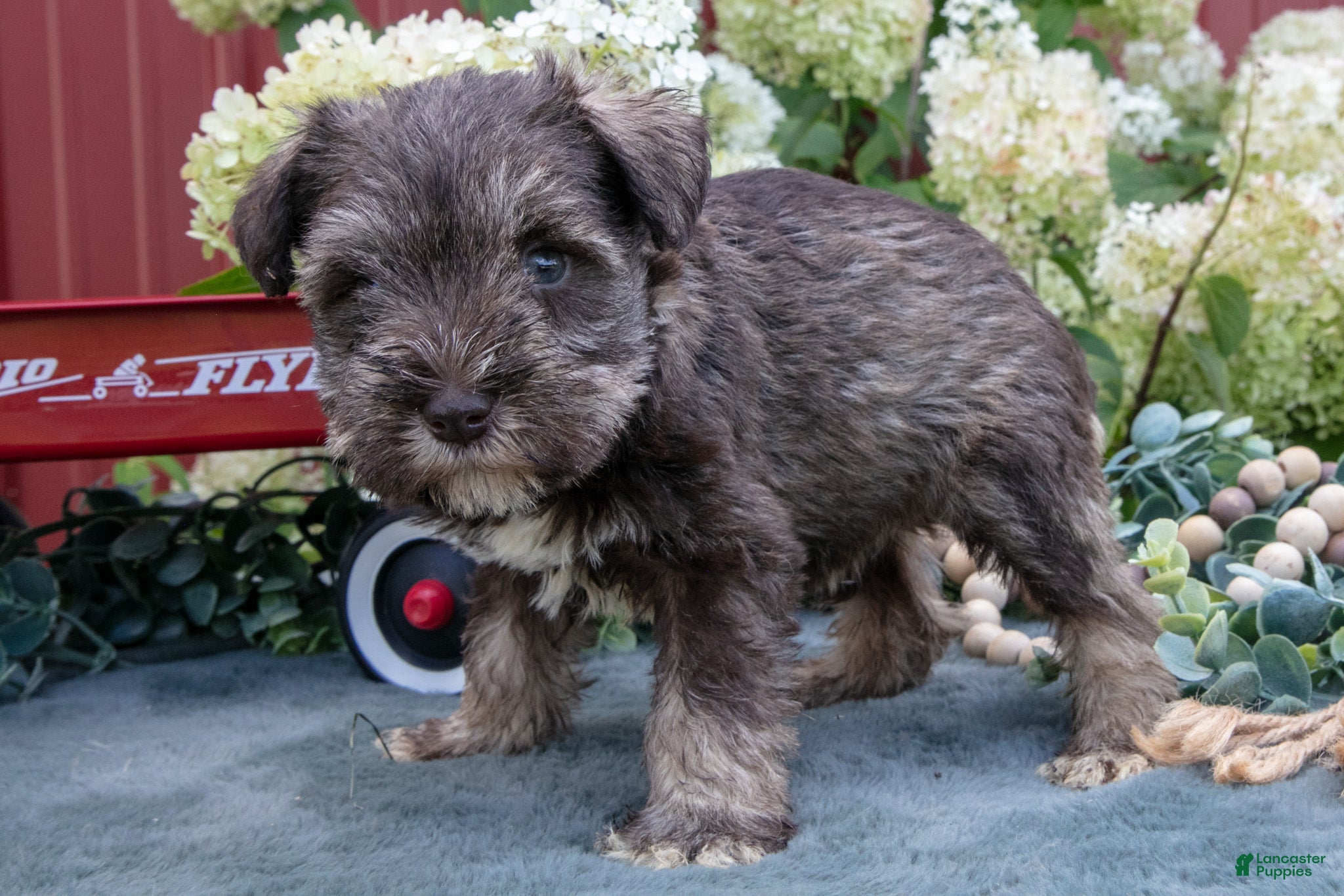 Miniature Schnauzer dogs Alice - Ad 1