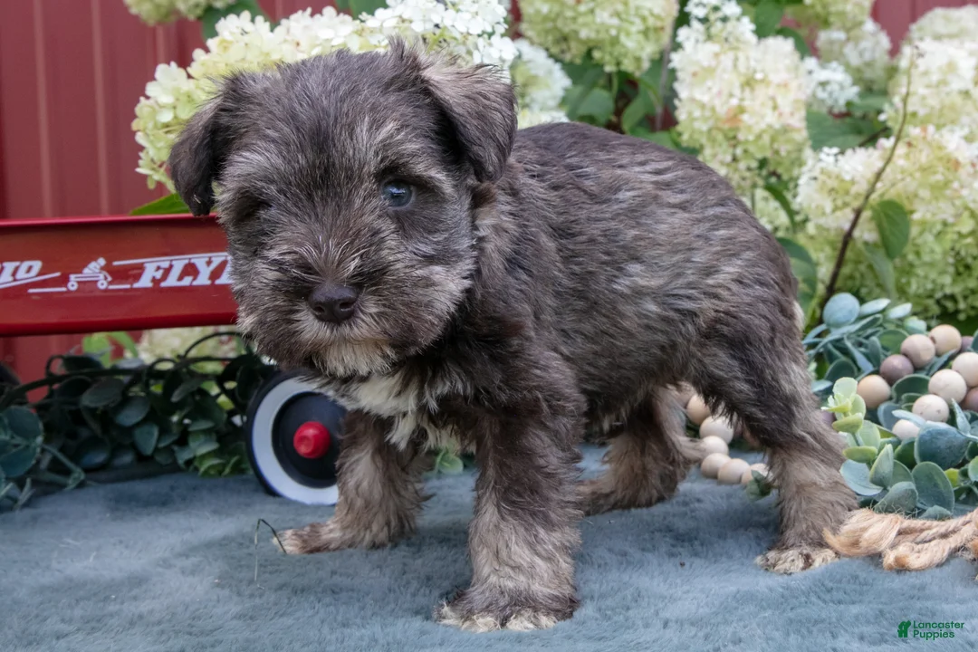 Miniature Schnauzer dogs for sale: Alice - Ad 1
