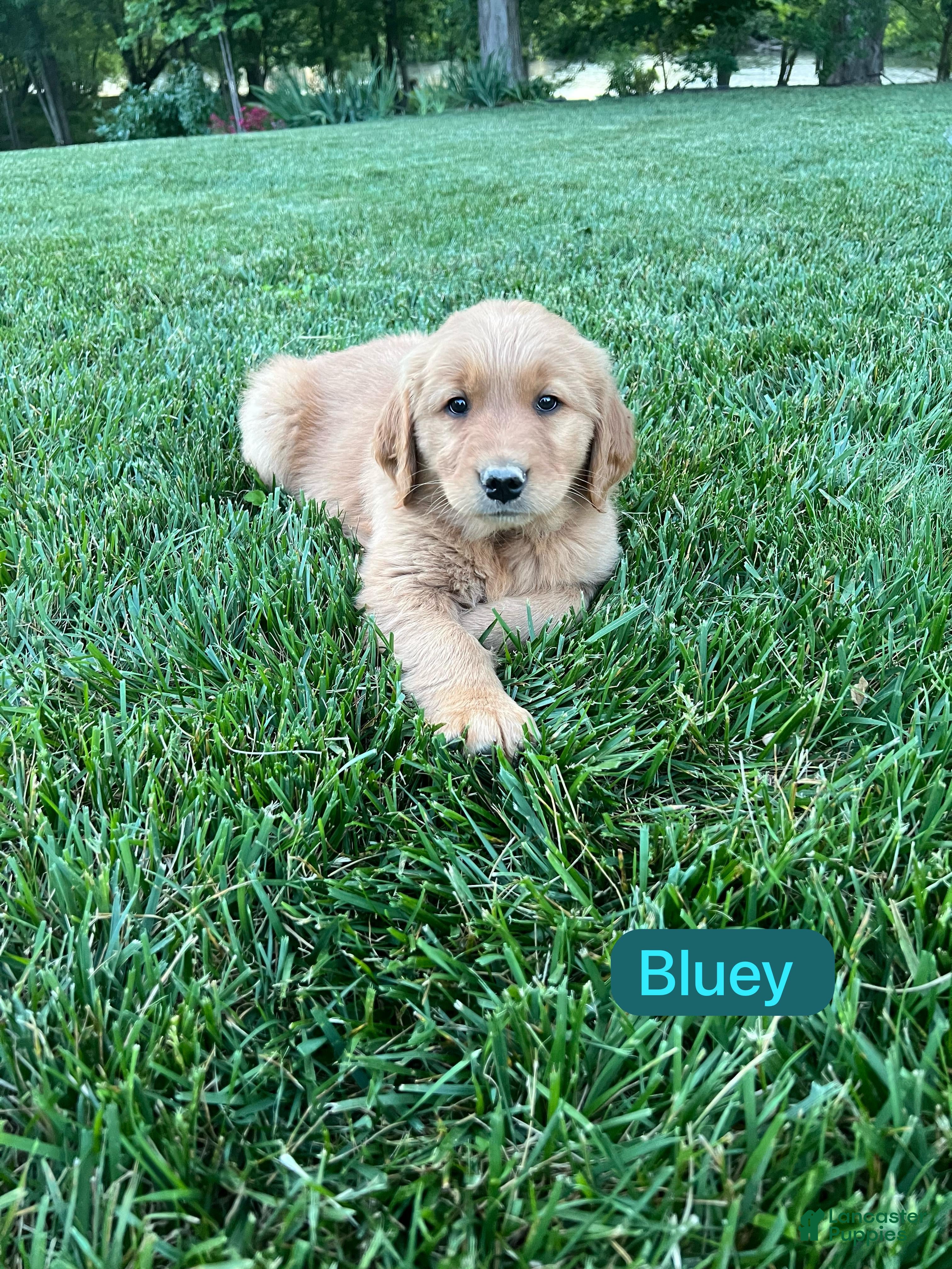 Golden Retriever dogs Bluey - Ad 2