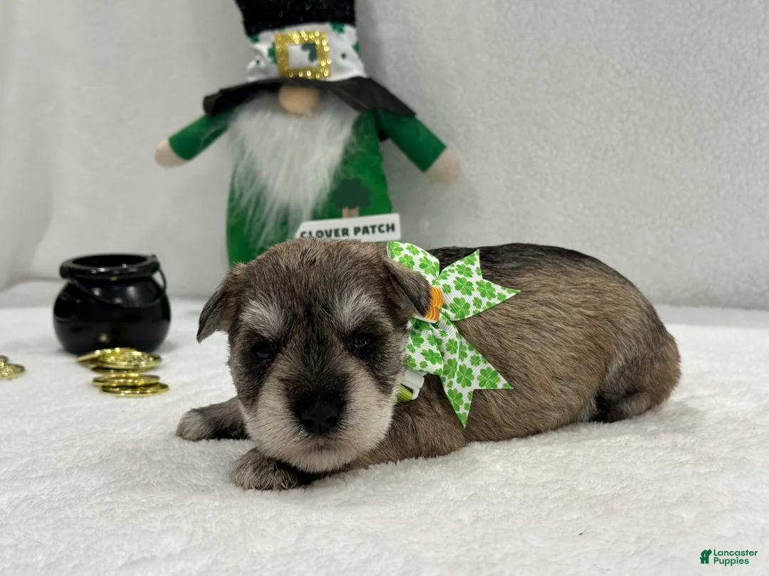 Miniature Schnauzer dogs for sale: Paisley Male 5 - Ad 4
