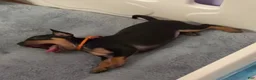 Miniature Pinscher dogs for sale: Luke - Ad 27
