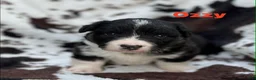 Welsh Corgi Cardigan dogs for sale: Ozzy- Fluffy - Ad 8
