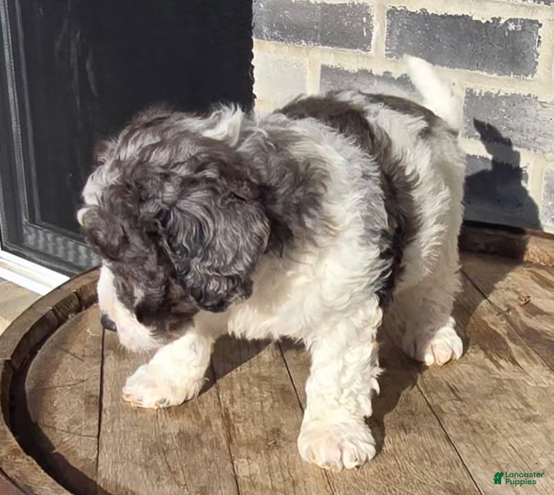 Mini Goldendoodle dogs for sale: Smokey - Ad 5