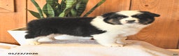 Miniature Australian Shepherd dogs for sale: Logan - Ad 3