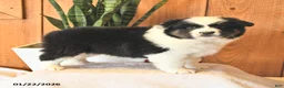Miniature Australian Shepherd dogs for sale: Logan - Ad 3