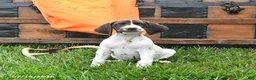 German Shorthaired Pointer dogs for sale: Ruby - Ad 4