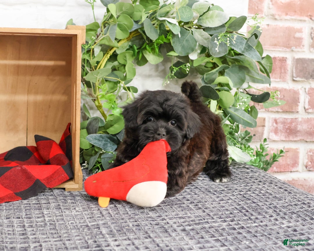 Shihpoo dogs for sale: Joey - Ad 4