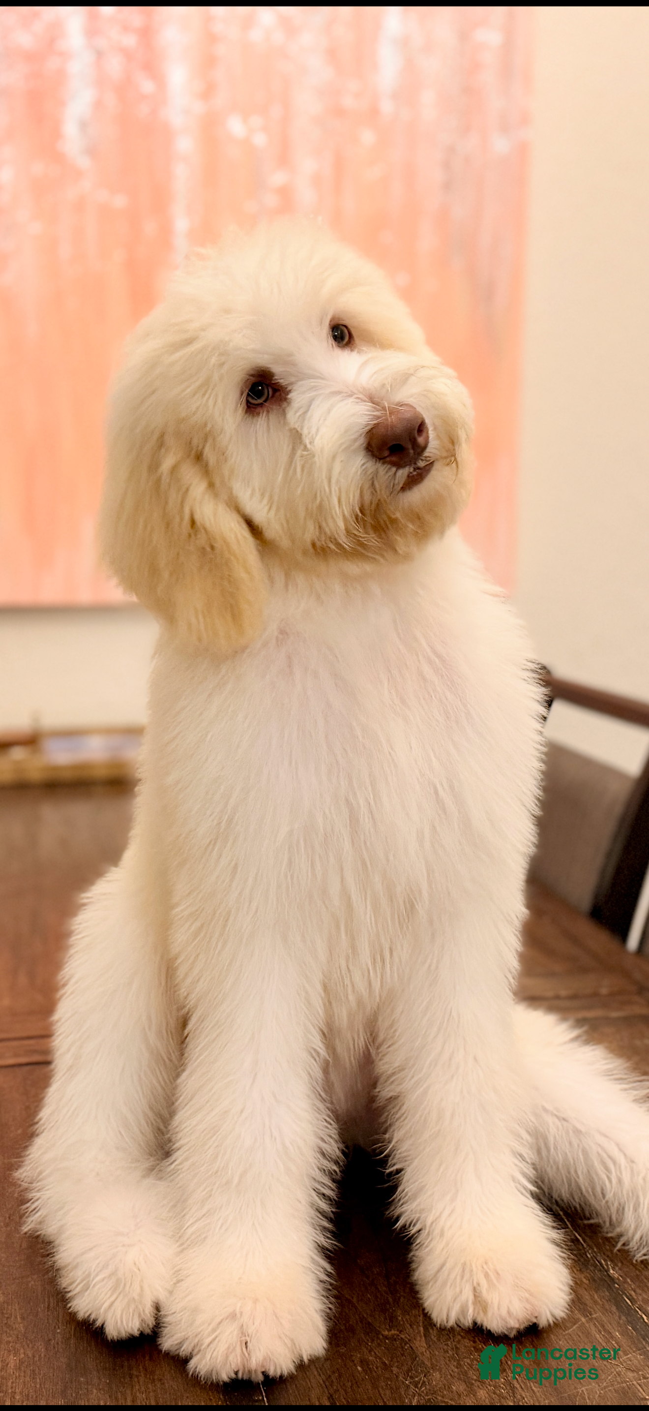 Labradoodle dogs for sale: Bear - Ad 1