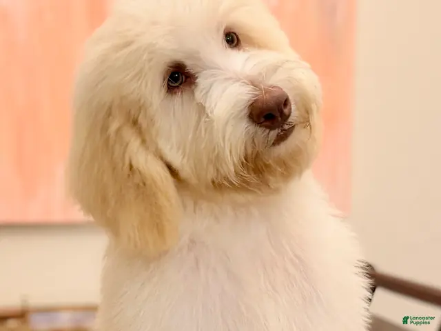 Labradoodle dogs for sale: Bear - Ad 1