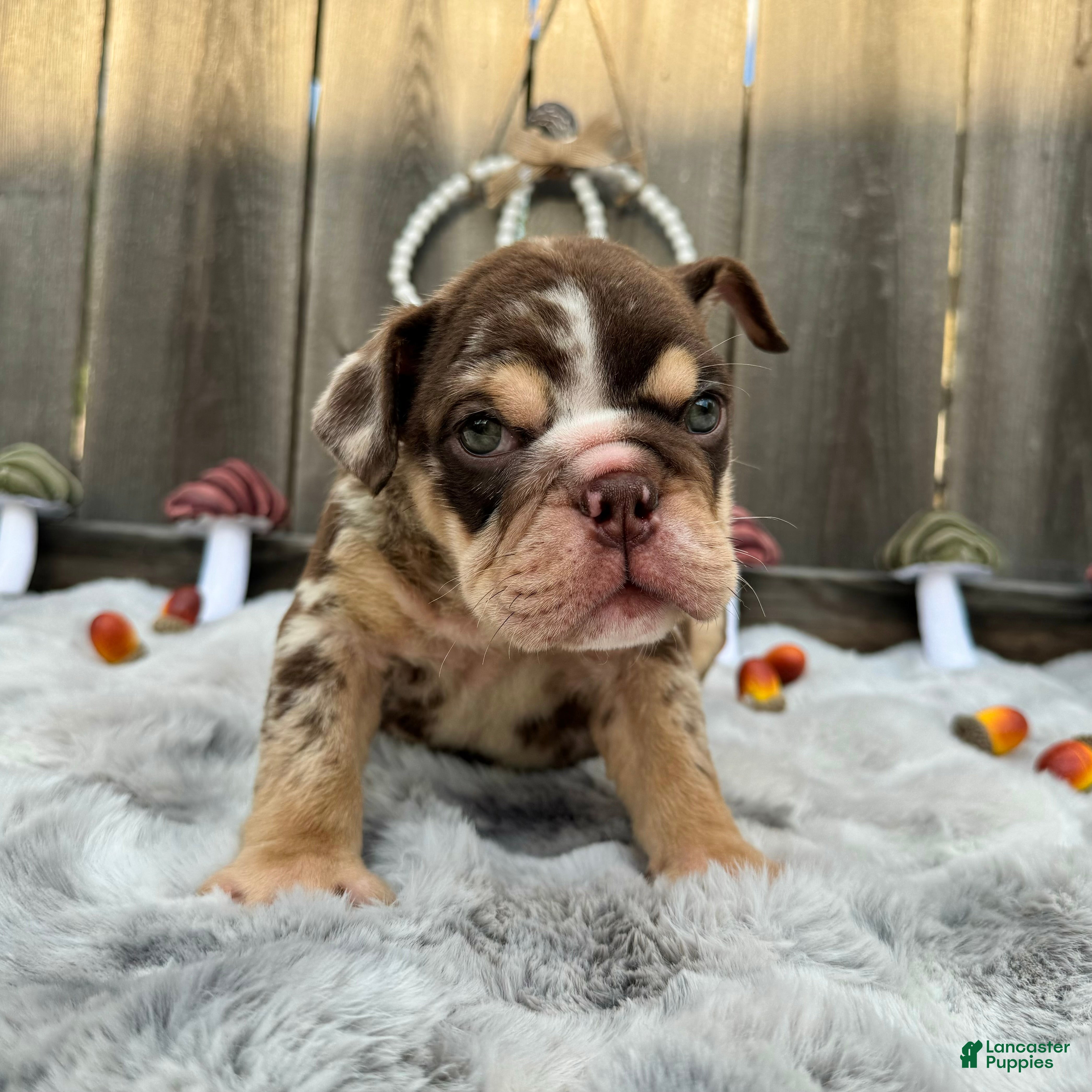 English Bulldog dogs Fiona - Ad 2