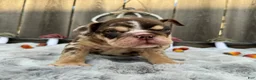English Bulldog dogs for sale: Fiona - Ad 2