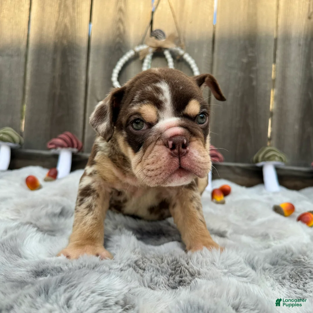 English Bulldog dogs for sale: Fiona - Ad 2