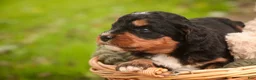 Mini Bernedoodle dogs for sale: Apple F1 Mini Bernedoodle  - Ad 3