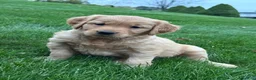 Golden Retriever dogs for sale: River - Ad 3