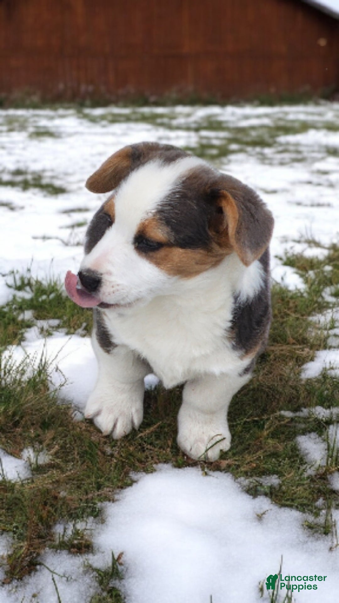 Welsh Corgi Pembroke dogs for sale: Apex Bluie  - Ad 4