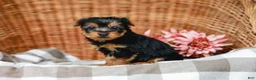 Yorkshire Terrier dogs for sale: Mocha - Ad 3