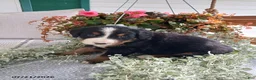 Bernese Mountain Dog dogs for sale: Amber - Ad 6