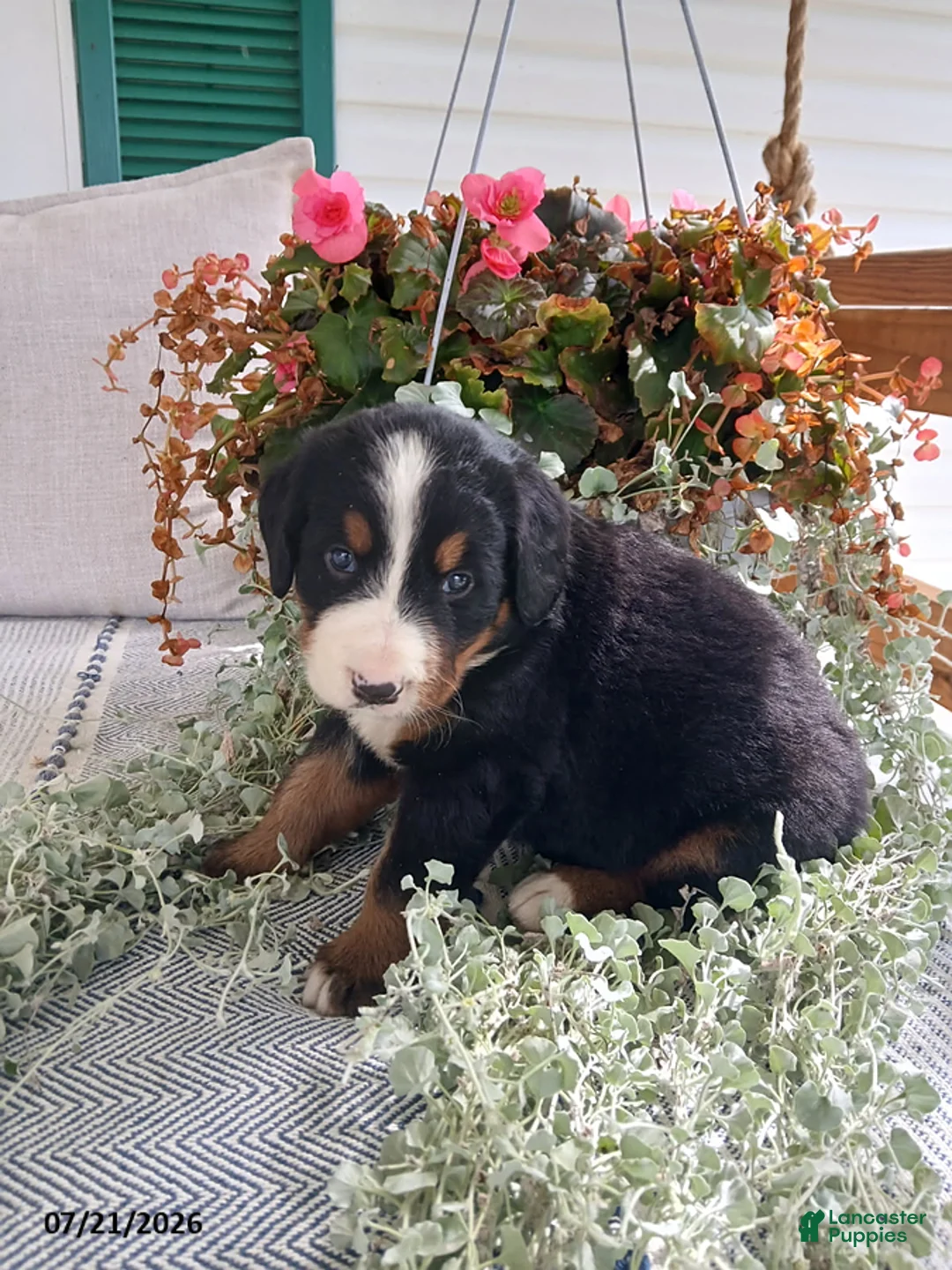 Bernese Mountain Dog dogs for sale: Amber - Ad 6